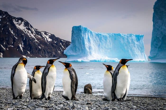 Aurora Expeditions Penguin.jpeg